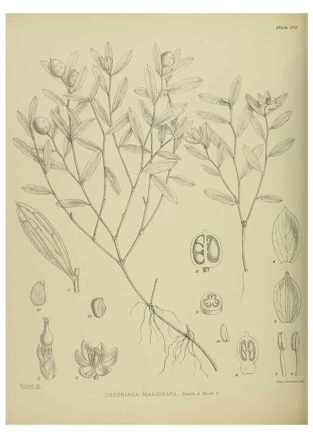 Reproducción/Reproduction 23319376574: Illustrations of the New Zealand flora /. Wellington :John Mackay, Govt. Printer,1914.