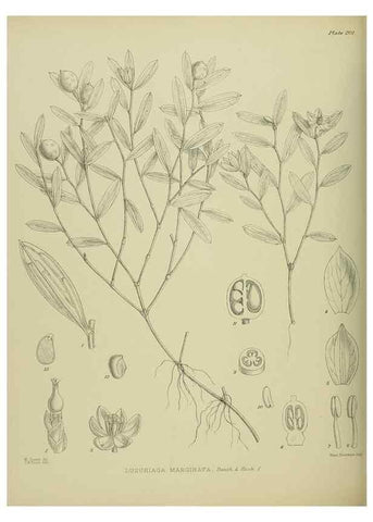 Reproducción/Reproduction 23319376574: Illustrations of the New Zealand flora /. Wellington :John Mackay, Govt. Printer,1914.