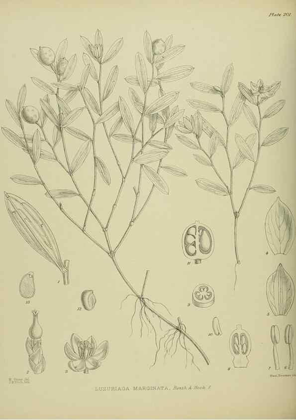Reproducción/Reproduction 23319376574: Illustrations of the New Zealand flora /. Wellington :John Mackay, Govt. Printer,1914.