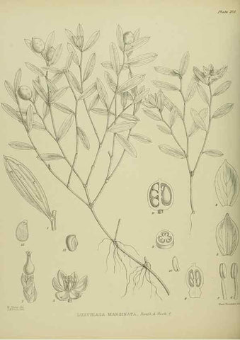 Reproducción/Reproduction 23319376574: Illustrations of the New Zealand flora /. Wellington :John Mackay, Govt. Printer,1914.