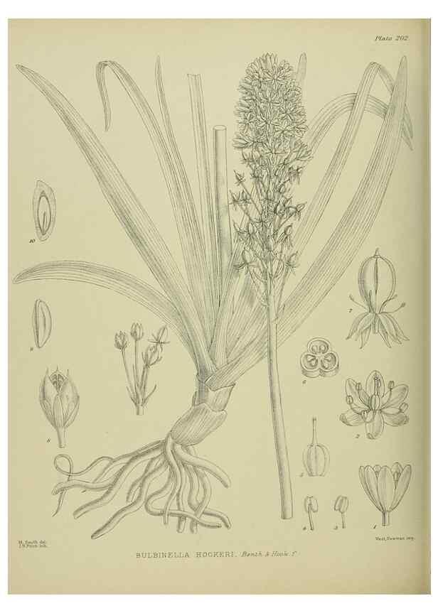Reproducción/Reproduction 23839349592: Illustrations of the New Zealand flora /. Wellington :John Mackay, Govt. Printer,1914.