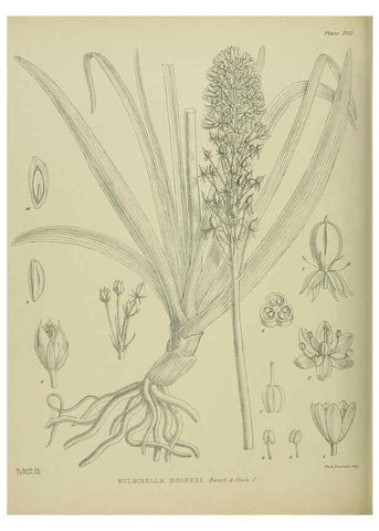 Reproducción/Reproduction 23839349592: Illustrations of the New Zealand flora /. Wellington :John Mackay, Govt. Printer,1914.