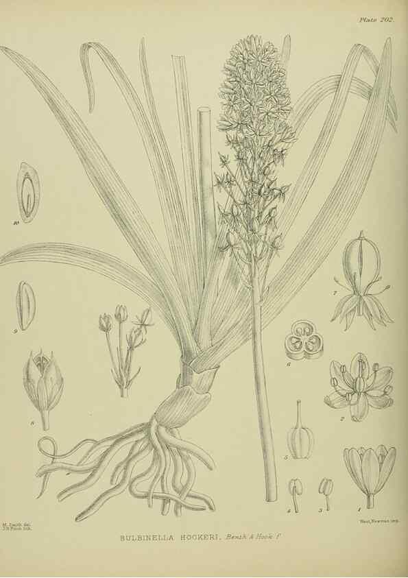 Reproducción/Reproduction 23839349592: Illustrations of the New Zealand flora /. Wellington :John Mackay, Govt. Printer,1914.