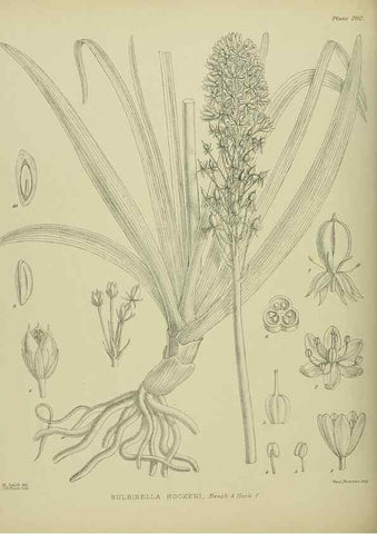 Reproducción/Reproduction 23839349592: Illustrations of the New Zealand flora /. Wellington :John Mackay, Govt. Printer,1914.