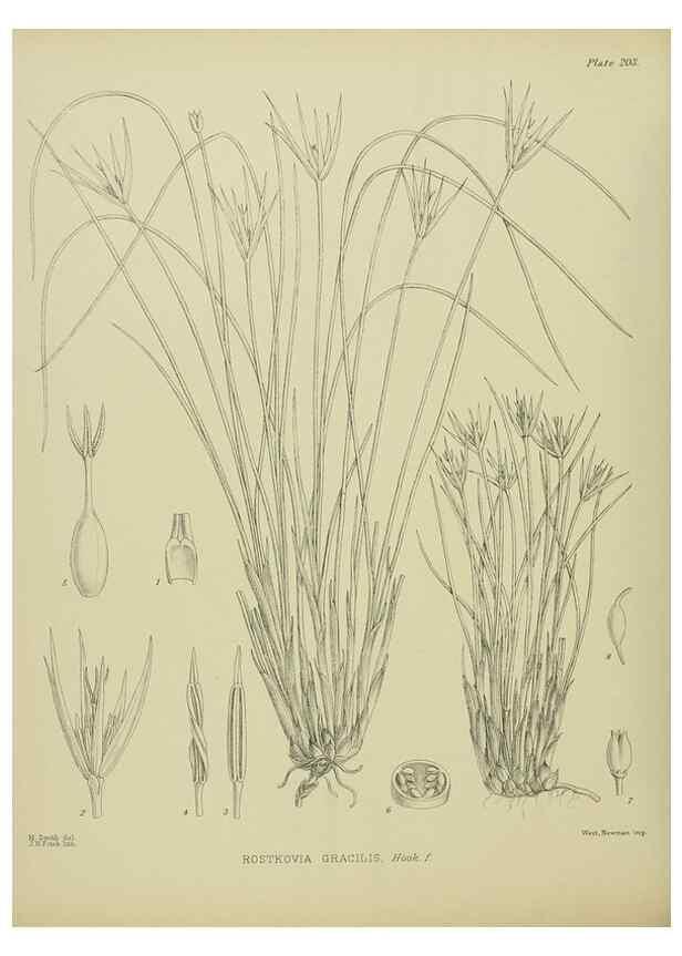 Reproducción/Reproduction 23319381364: Illustrations of the New Zealand flora /. Wellington :John Mackay, Govt. Printer,1914.