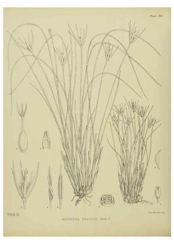 Reproducción/Reproduction 23319381364: Illustrations of the New Zealand flora /. Wellington :John Mackay, Govt. Printer,1914.