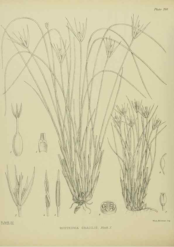 Reproducción/Reproduction 23319381364: Illustrations of the New Zealand flora /. Wellington :John Mackay, Govt. Printer,1914.