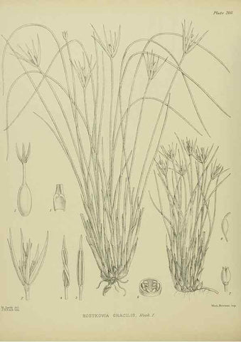 Reproducción/Reproduction 23319381364: Illustrations of the New Zealand flora /. Wellington :John Mackay, Govt. Printer,1914.