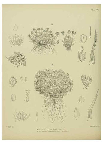 Reproducción/Reproduction 23651952230: Illustrations of the New Zealand flora /. Wellington :John Mackay, Govt. Printer,1914.