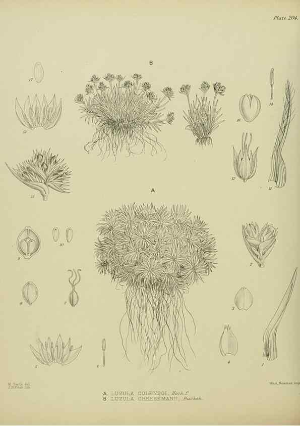 Reproducción/Reproduction 23651952230: Illustrations of the New Zealand flora /. Wellington :John Mackay, Govt. Printer,1914.