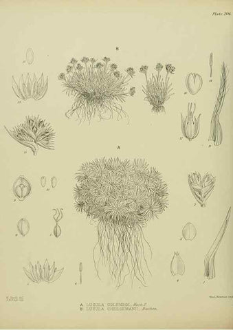 Reproducción/Reproduction 23651952230: Illustrations of the New Zealand flora /. Wellington :John Mackay, Govt. Printer,1914.