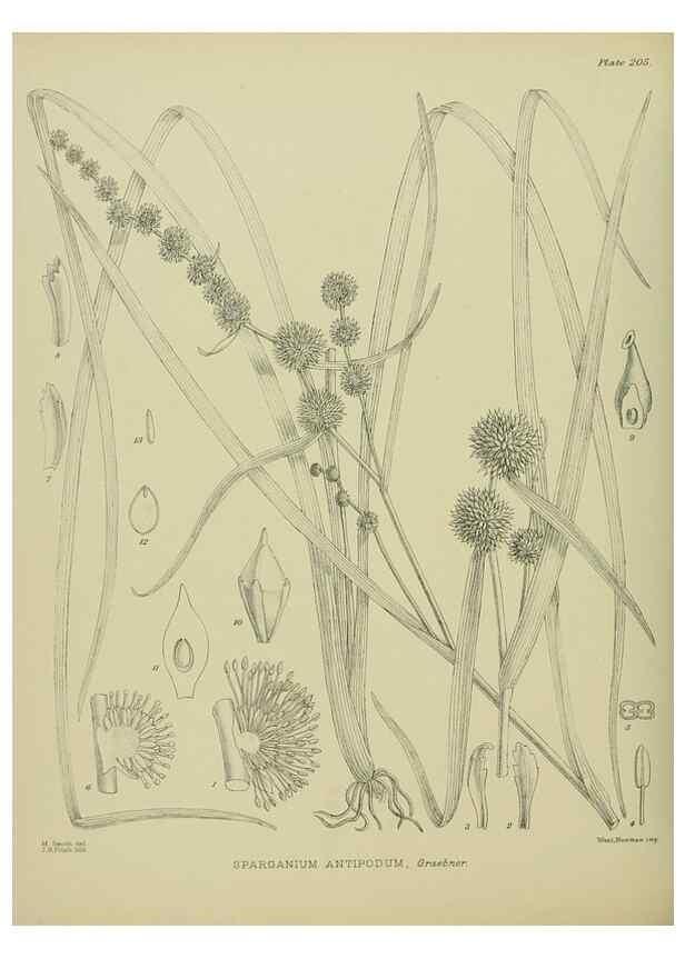Reproducción/Reproduction 23921534956: Illustrations of the New Zealand flora /. Wellington :John Mackay, Govt. Printer,1914.