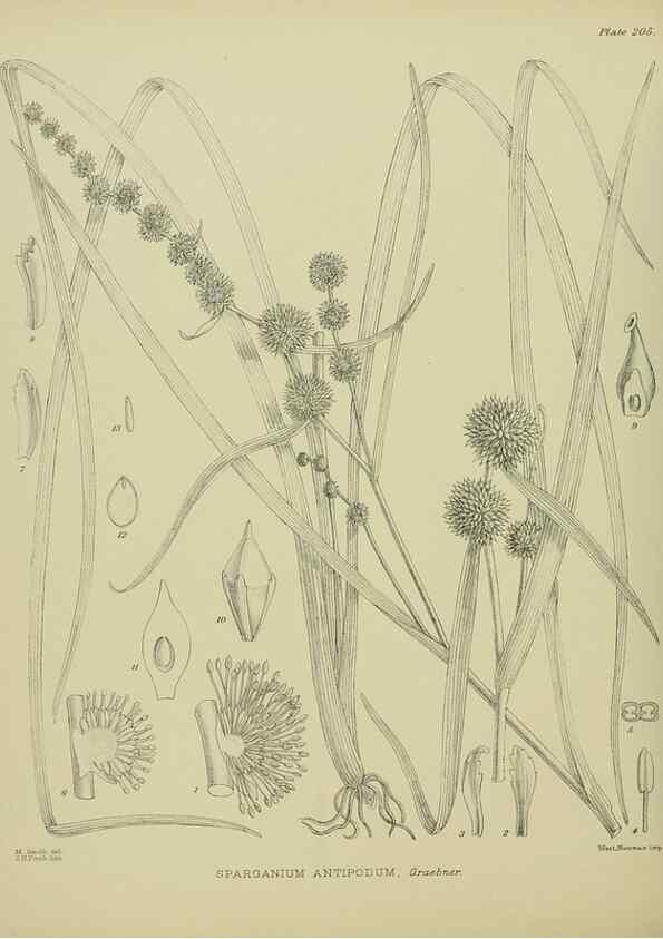 Reproducción/Reproduction 23921534956: Illustrations of the New Zealand flora /. Wellington :John Mackay, Govt. Printer,1914.