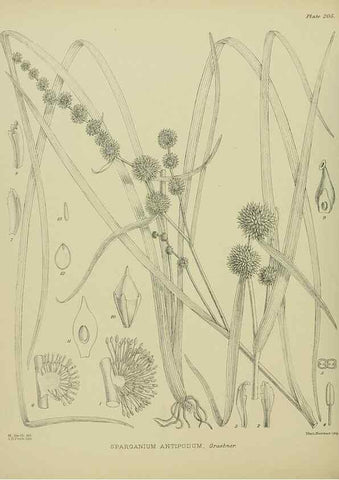 Reproducción/Reproduction 23921534956: Illustrations of the New Zealand flora /. Wellington :John Mackay, Govt. Printer,1914.