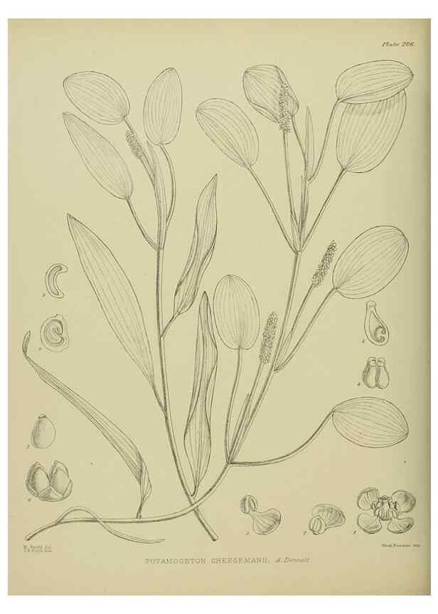 Reproducción/Reproduction 23839358802: Illustrations of the New Zealand flora /. Wellington :John Mackay, Govt. Printer,1914.