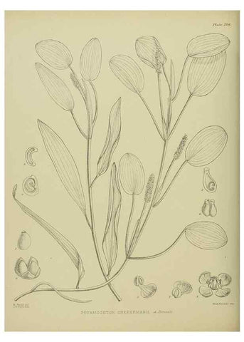 Reproducción/Reproduction 23839358802: Illustrations of the New Zealand flora /. Wellington :John Mackay, Govt. Printer,1914.