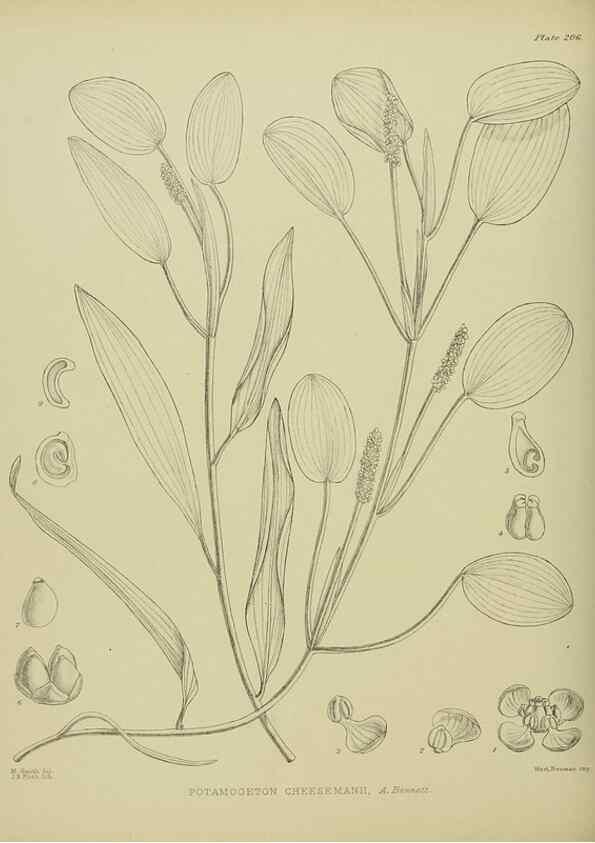 Reproducción/Reproduction 23839358802: Illustrations of the New Zealand flora /. Wellington :John Mackay, Govt. Printer,1914.
