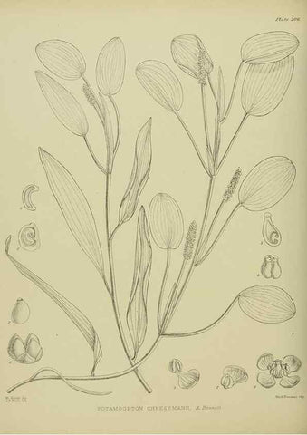 Reproducción/Reproduction 23839358802: Illustrations of the New Zealand flora /. Wellington :John Mackay, Govt. Printer,1914.
