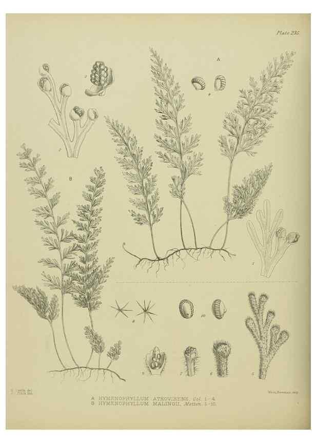 Reproducción/Reproduction 23865193131: Illustrations of the New Zealand flora /. Wellington :John Mackay, Govt. Printer,1914.