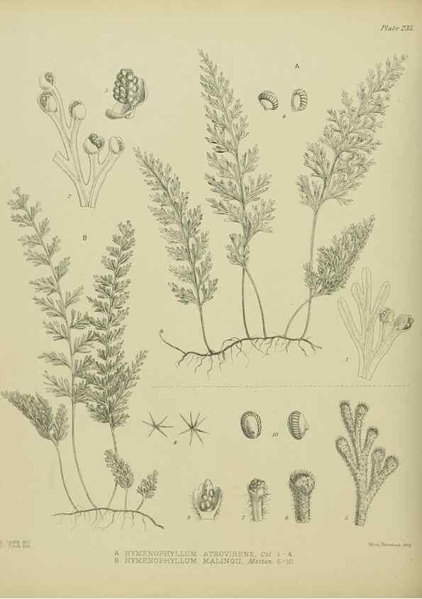 Reproducción/Reproduction 23865193131: Illustrations of the New Zealand flora /. Wellington :John Mackay, Govt. Printer,1914.