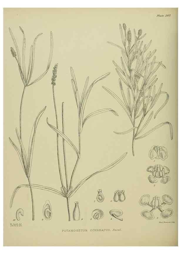 Reproducción/Reproduction 23947603075: Illustrations of the New Zealand flora /. Wellington :John Mackay, Govt. Printer,1914.