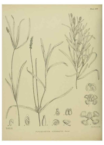 Reproducción/Reproduction 23947603075: Illustrations of the New Zealand flora /. Wellington :John Mackay, Govt. Printer,1914.