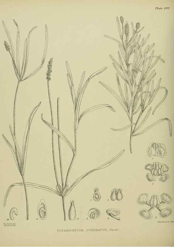Reproducción/Reproduction 23947603075: Illustrations of the New Zealand flora /. Wellington :John Mackay, Govt. Printer,1914.