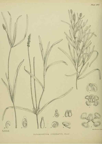 Reproducción/Reproduction 23947603075: Illustrations of the New Zealand flora /. Wellington :John Mackay, Govt. Printer,1914.