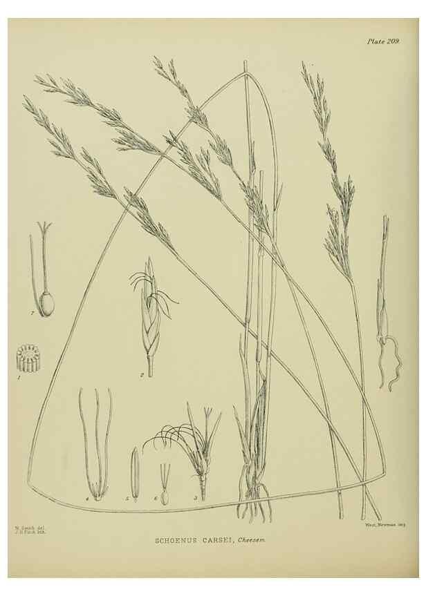 Reproducción/Reproduction 23579756749: Illustrations of the New Zealand flora /. Wellington :John Mackay, Govt. Printer,1914.