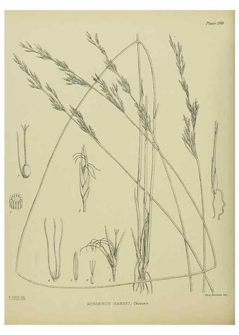 Reproducción/Reproduction 23579756749: Illustrations of the New Zealand flora /. Wellington :John Mackay, Govt. Printer,1914.