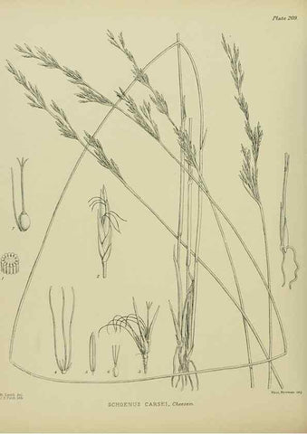 Reproducción/Reproduction 23579756749: Illustrations of the New Zealand flora /. Wellington :John Mackay, Govt. Printer,1914.