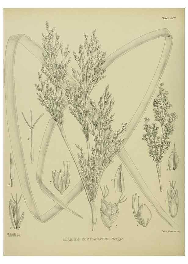 Reproducción/Reproduction 23921547096: Illustrations of the New Zealand flora /. Wellington :John Mackay, Govt. Printer,1914.