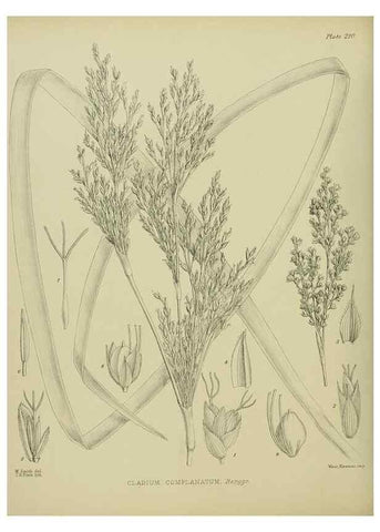 Reproducción/Reproduction 23921547096: Illustrations of the New Zealand flora /. Wellington :John Mackay, Govt. Printer,1914.