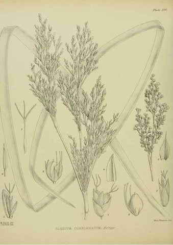 Reproducción/Reproduction 23921547096: Illustrations of the New Zealand flora /. Wellington :John Mackay, Govt. Printer,1914.