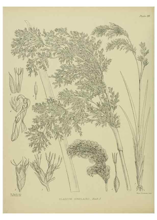 Reproducción/Reproduction 23921550226: Illustrations of the New Zealand flora /. Wellington :John Mackay, Govt. Printer,1914.