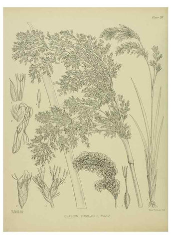 Reproducción/Reproduction 23921550226: Illustrations of the New Zealand flora /. Wellington :John Mackay, Govt. Printer,1914.
