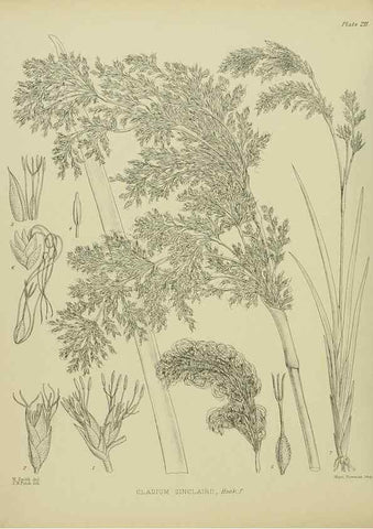 Reproducción/Reproduction 23921550226: Illustrations of the New Zealand flora /. Wellington :John Mackay, Govt. Printer,1914.