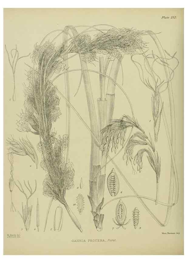 Reproducción/Reproduction 23319405234: Illustrations of the New Zealand flora /. Wellington :John Mackay, Govt. Printer,1914.