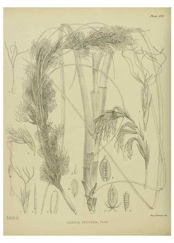 Reproducción/Reproduction 23319405234: Illustrations of the New Zealand flora /. Wellington :John Mackay, Govt. Printer,1914.