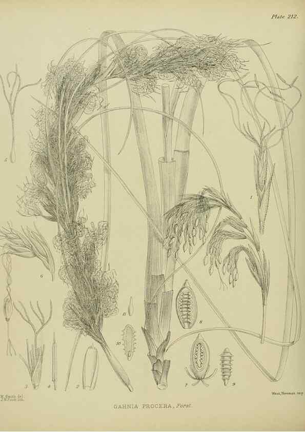 Reproducción/Reproduction 23319405234: Illustrations of the New Zealand flora /. Wellington :John Mackay, Govt. Printer,1914.