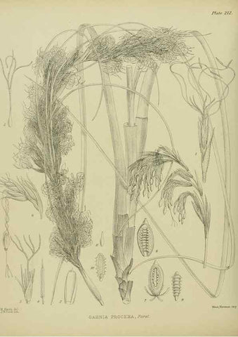 Reproducción/Reproduction 23319405234: Illustrations of the New Zealand flora /. Wellington :John Mackay, Govt. Printer,1914.