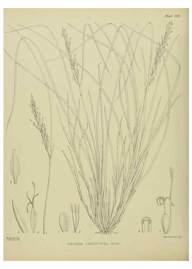 Reproducción/Reproduction 23320862823: Illustrations of the New Zealand flora /. Wellington :John Mackay, Govt. Printer,1914.