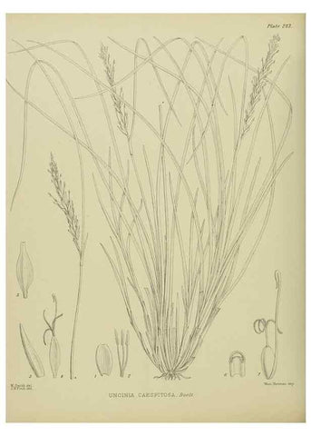 Reproducción/Reproduction 23320862823: Illustrations of the New Zealand flora /. Wellington :John Mackay, Govt. Printer,1914.