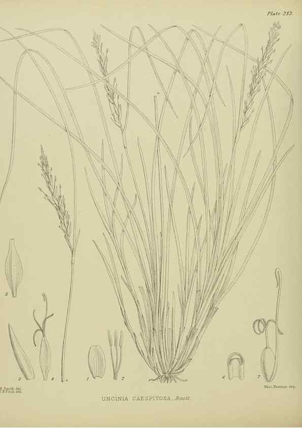 Reproducción/Reproduction 23320862823: Illustrations of the New Zealand flora /. Wellington :John Mackay, Govt. Printer,1914.