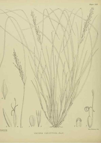 Reproducción/Reproduction 23320862823: Illustrations of the New Zealand flora /. Wellington :John Mackay, Govt. Printer,1914.