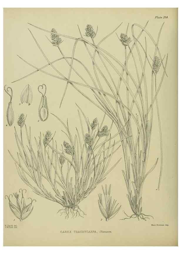 Reproducción/Reproduction 23839381172: Illustrations of the New Zealand flora /. Wellington :John Mackay, Govt. Printer,1914.