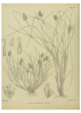 Reproducción/Reproduction 23839381172: Illustrations of the New Zealand flora /. Wellington :John Mackay, Govt. Printer,1914.