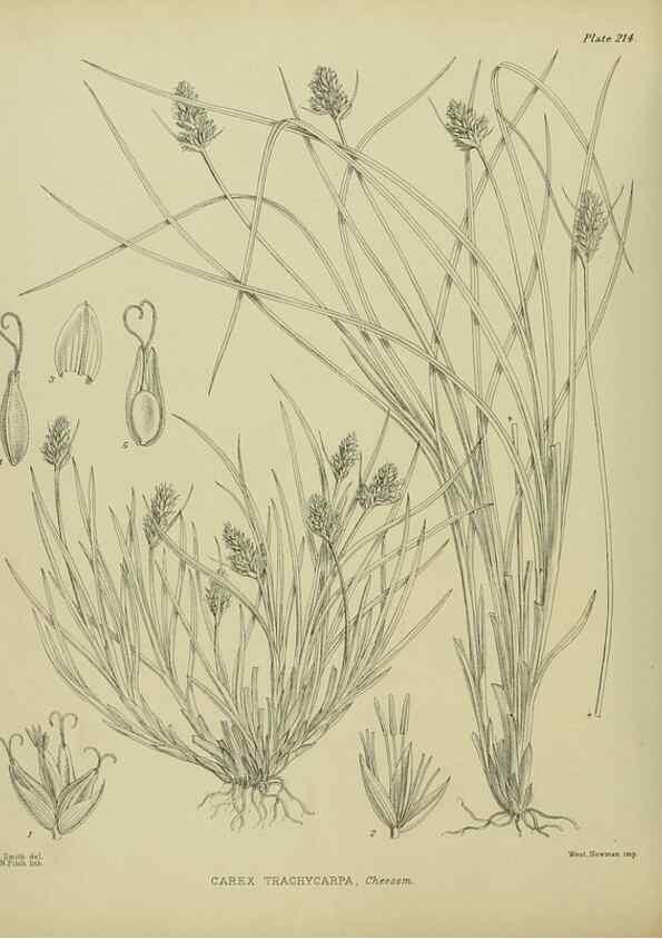Reproducción/Reproduction 23839381172: Illustrations of the New Zealand flora /. Wellington :John Mackay, Govt. Printer,1914.
