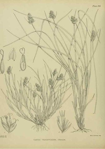 Reproducción/Reproduction 23839381172: Illustrations of the New Zealand flora /. Wellington :John Mackay, Govt. Printer,1914.
