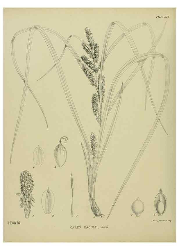Reproducción/Reproduction 23320867563: Illustrations of the New Zealand flora /. Wellington :John Mackay, Govt. Printer,1914.